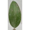 Hoya acuta 'Red Leaf' (VR)