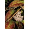 Hoya acuta 'Red Leaf' (VR)