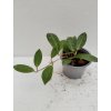 Hoya elliptica (small leaves) (VR)