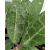 Hoya elliptica (small leaves) (VR)