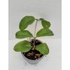 Hoya montana 'Long Leaf' (ZR)