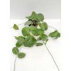 Hoya montana 'Long Leaf' (VT)