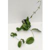 Hoya montana 'Long Leaf' (VT)