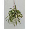 Hoya wayetii 'variegata' (VT, závěs 9cm)