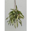 Hoya wayetii 'variegata' (VT)