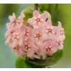 Hoya compacta 'new' (VR, závěs 9cm)