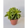 Peperomia dolabriformis 'Green Spark'