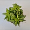 Peperomia dolabriformis 'Green Spark'