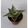 Aloe variegata 'Tribal'
