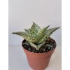 Aloe variegata 'Tribal'