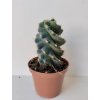 Cereus peruvianus 'Tortuosus'