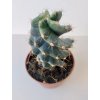 Cereus peruvianus 'Tortuosus'