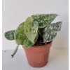 Scindapsus pictus 'Silvery Ann'
