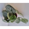 Scindapsus pictus 'Silvery Ann'