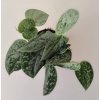 Scindapsus pictus 'Silvery Ann'