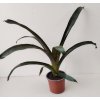 Guzmania conifera (střední)