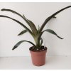 Guzmania conifera (velká)