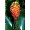 Guzmania conifera (velká)