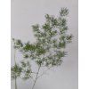 Asparagus umbellatus
