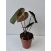 Anthurium clarinervium (střední)