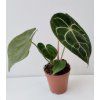 Anthurium clarinervium