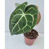 Anthurium clarinervium