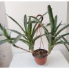 Neoregelia camoreiana (trs XL)
