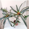 Neoregelia camoreiana (trs XL)
