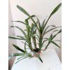 Quesnelia humilis (trs XL)