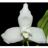lycaste virginalis alba