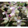 aerides inflexa