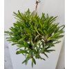Neoregelia schultesiana 'Hawaii' - trs XL