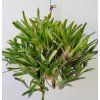 Neoregelia schultesiana 'Hawaii' - trs XL