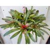 Neoregelia 'Fuego Ancho' - trs XL