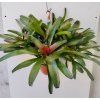 Neoregelia 'Fuego Ancho' - trs XL