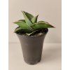 Sansevieria Almond Silver Sweet