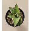 Sansevieria Almond Silver Sweet