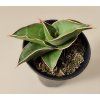 Sansevieria Almond Silver Sweet