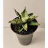 Sansevieria Comet Canoe No.3