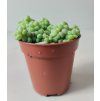 Sedum burrito