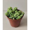 Sedum burrito