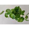 Scindapsus pinnatus 'Global Green'