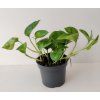 Scindapsus pinnatus 'Global Green'