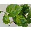 Scindapsus pinnatus 'Global Green'