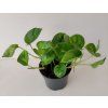 Scindapsus pinnatus 'Global Green'