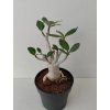 Adenium 'Baobab' (#6)