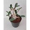 Adenium 'Baobab' (#6)
