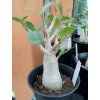 Adenium 'Baobab'