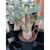 Adenium 'Baobab'
