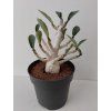 Adenium 'Baobab' (#6)